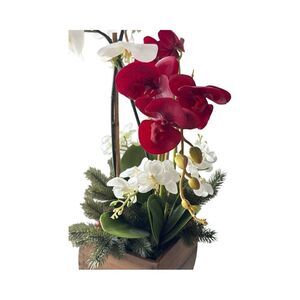 Elegant Holiday Orchid Arrangement